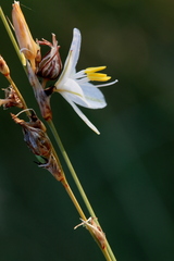 Chlorophytum fasciculatum