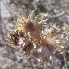 Atriplex canescens macilenta
