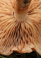 Tricholoma eucalypticum