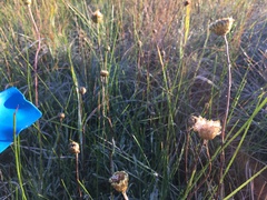 Podolepis linearifolia