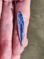 Scomber australasicus