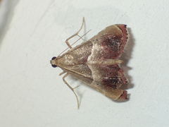 Endotricha repandalis