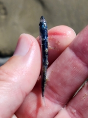 Scomber australasicus