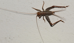 Cardiodactylus novaeguineae