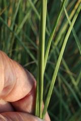 Chlorophytum fasciculatum