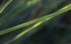 Chlorophytum fasciculatum