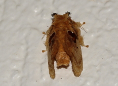 Chalcocelis albiguttatus