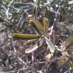 Atriplex canescens macilenta
