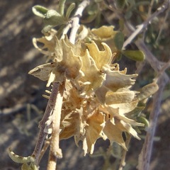 Atriplex canescens macilenta