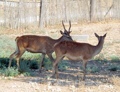 Cervus elaphus corsicanus
