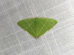 Urolitha bipunctifera