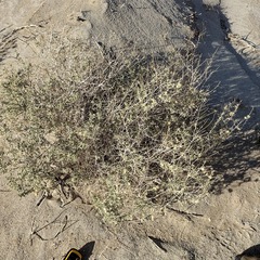 Atriplex canescens macilenta