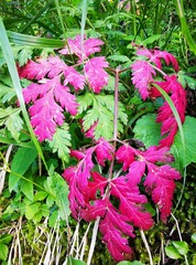 Anthriscus cerefolium