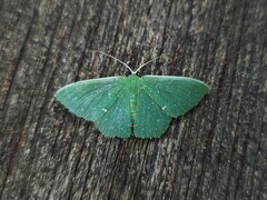 Prasinocyma iosticta