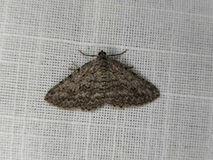 Psilosticha absorpta