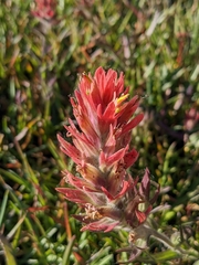 Castilleja peirsonii