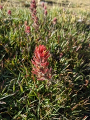 Castilleja peirsonii