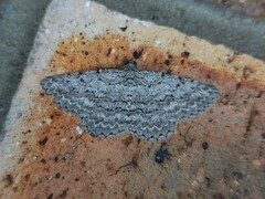 Psilosticha absorpta