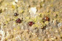 Neotrichozetes spinulosa