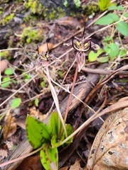 Scoliopus bigelovii