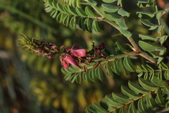 Indigofera comosa