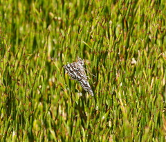 Melitulias discophora