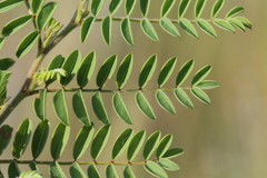 Indigofera comosa