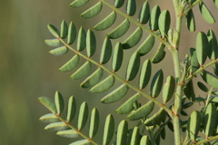 Indigofera comosa