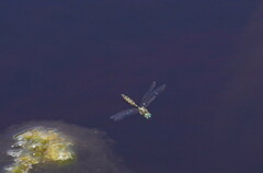 Procordulia jacksoniensis