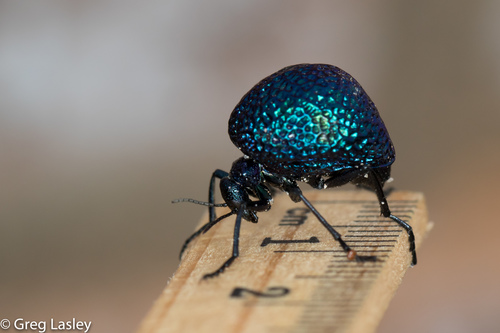 Black Bladder-bodied Meloid
