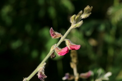 Tephrosia rhodesica