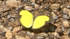 Eurema alitha