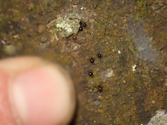 Neotrichozetes spinulosa
