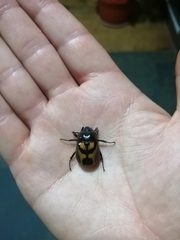 Oryctomorphus bimaculatus