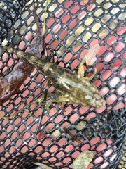 Favonigobius lateralis