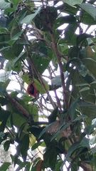 Sterculia monosperma