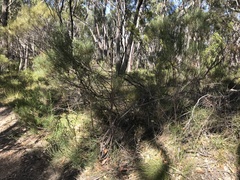 Allocasuarina muelleriana