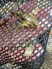 Favonigobius lateralis
