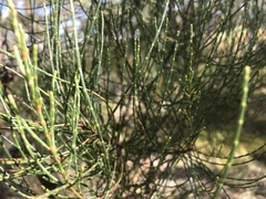 Allocasuarina muelleriana