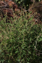 Tephrosia rhodesica