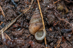 Obscurella bicostulata