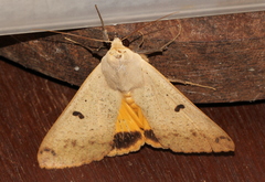 Ophiusa disjungens