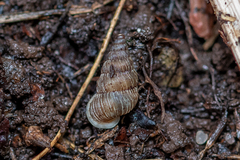 Obscurella bicostulata