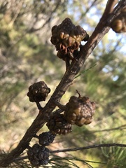 Allocasuarina muelleriana