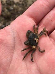 Paragrapsus quadridentatus