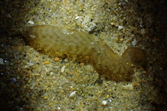 Melanochlamys