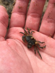 Paragrapsus quadridentatus