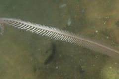 Virgulariidae