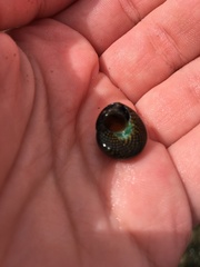 Chlorodiloma odontis