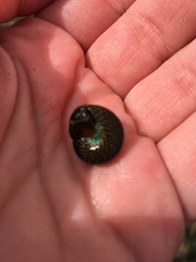 Chlorodiloma odontis